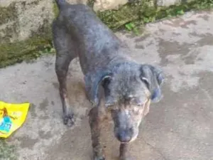 Cachorro raça poodle idade 6 ou mais anos nome Pugs