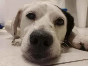 Cachorro raça provavel vira lata idade 2 anos nome Smoke