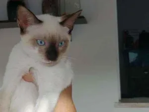 Gato raça Não definida idade 2 a 6 meses nome Sem nome