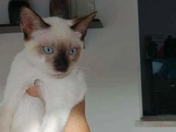 Gato ra a Não definida idade 2 a 6 meses nome Sem nome