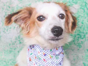 Cachorro raça SRD idade 2 anos nome Matheus