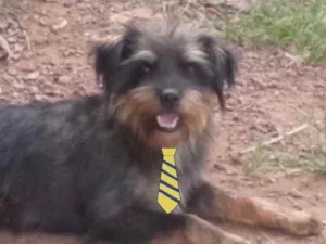Cachorro raça Mestiço  idade 7 a 11 meses nome Tody 