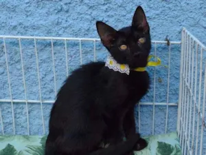 Gato raça SRD-ViraLata idade 2 a 6 meses nome KIARA