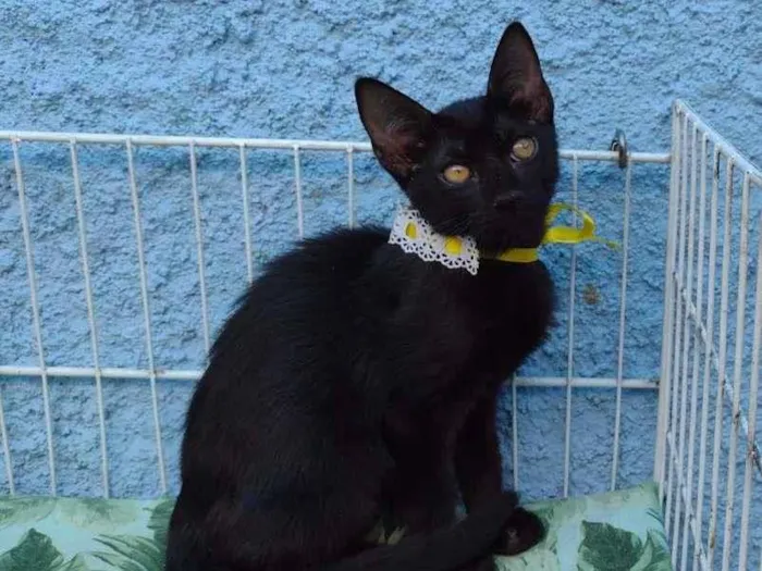 Gato raça SRD-ViraLata idade 2 a 6 meses nome KIARA