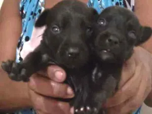 Cachorro raça Vira latas idade Abaixo de 2 meses nome Sem nomes