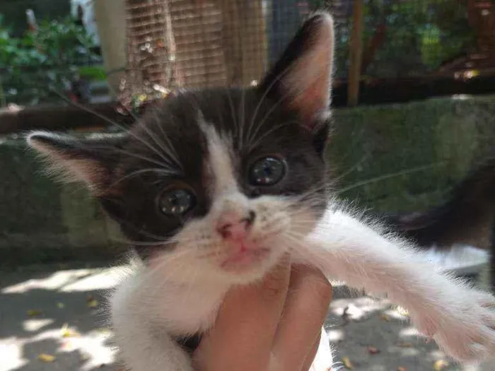 Gato ra a Não sei  idade Abaixo de 2 meses nome Não tem nome