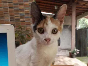 Gato raça  idade  nome Não tem