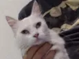 Gatinha branca 