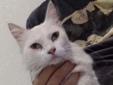 Gato ra a SRD idade 1 ano nome Gatinha branca 