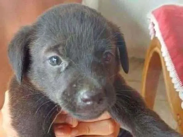 Cachorro ra a SRD-ViraLata idade Abaixo de 2 meses nome sem nome