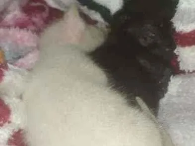 Gato ra a Sem raça  idade Abaixo de 2 meses nome Damasco