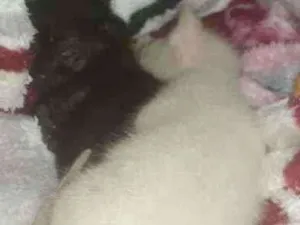 Gato raça Sem raça  idade Abaixo de 2 meses nome Damasco