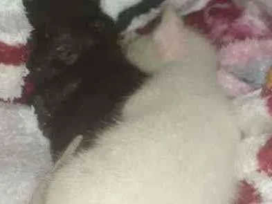 Gato ra a Sem raça  idade Abaixo de 2 meses nome Damasco