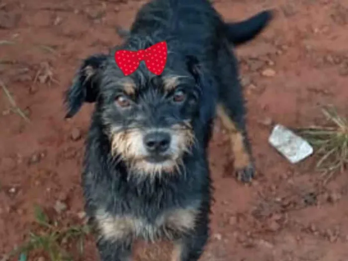 Cachorro ra a Mestiça  idade 7 a 11 meses nome Victoria 
