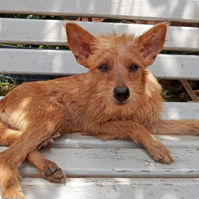 Cachorro ra a SRD idade 2 a 6 meses nome Abadia