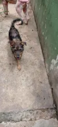 Cachorro raça SRD idade 7 a 11 meses nome Luna