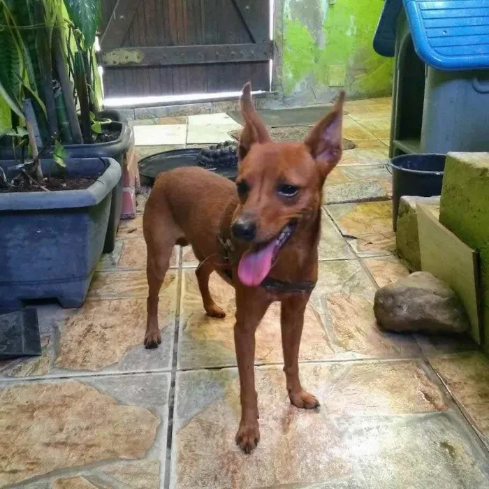 Cachorro ra a Pinsher idade 1 ano nome Toquinho