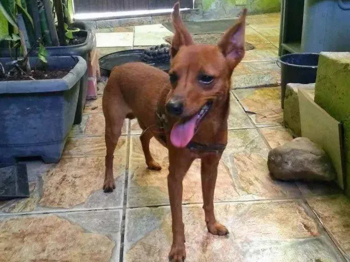 Cachorro ra a Pinsher idade 1 ano nome Toquinho