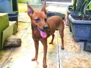 Cachorro raça Pinsher idade 1 ano nome Toquinho