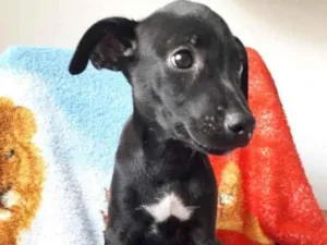 Cachorro raça SRD-ViraLata idade 2 a 6 meses nome MANCHINHA