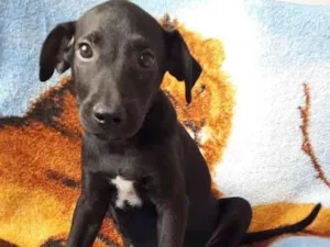 Cachorro raça SRD-ViraLata idade 2 a 6 meses nome AGOSTINHO