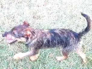 Cachorro raça SRD idade 7 a 11 meses nome Luna