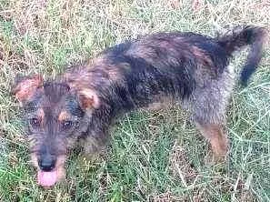 Cachorro raça SRD idade 7 a 11 meses nome Luna