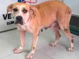 Cachorro raça SRD idade 6 ou mais anos nome Aretha