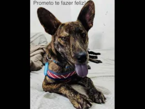 Cachorro raça SRD idade 7 a 11 meses nome Raj 