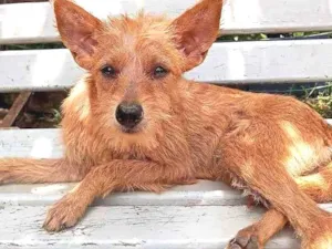Cachorro raça SRD idade 2 a 6 meses nome Abadia
