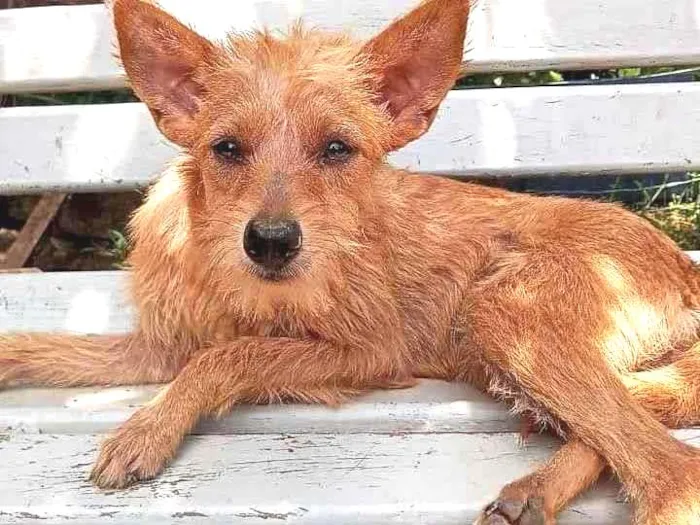 Cachorro ra a SRD idade 2 a 6 meses nome Abadia