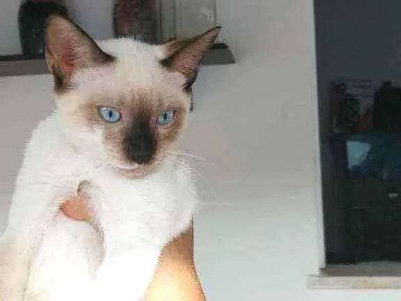 Gato ra a Não definida idade 2 a 6 meses nome Sem nome