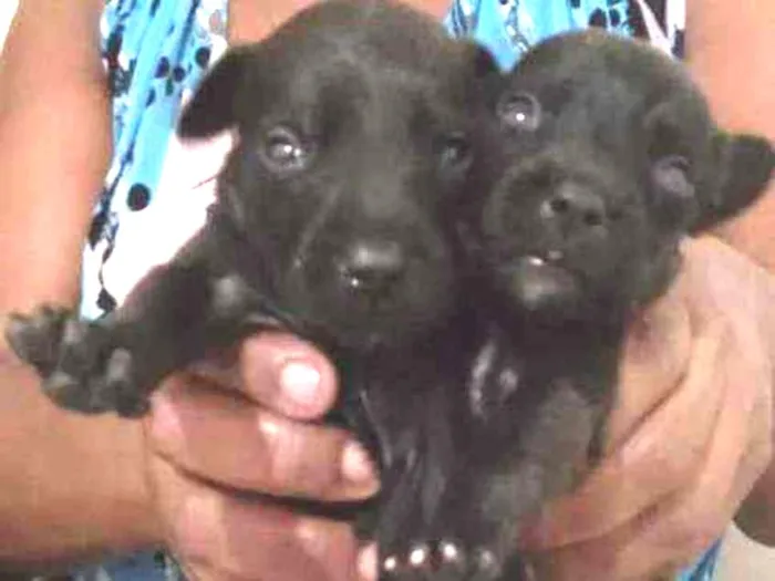 Cachorro raça Vira latas idade Abaixo de 2 meses nome Sem nomes