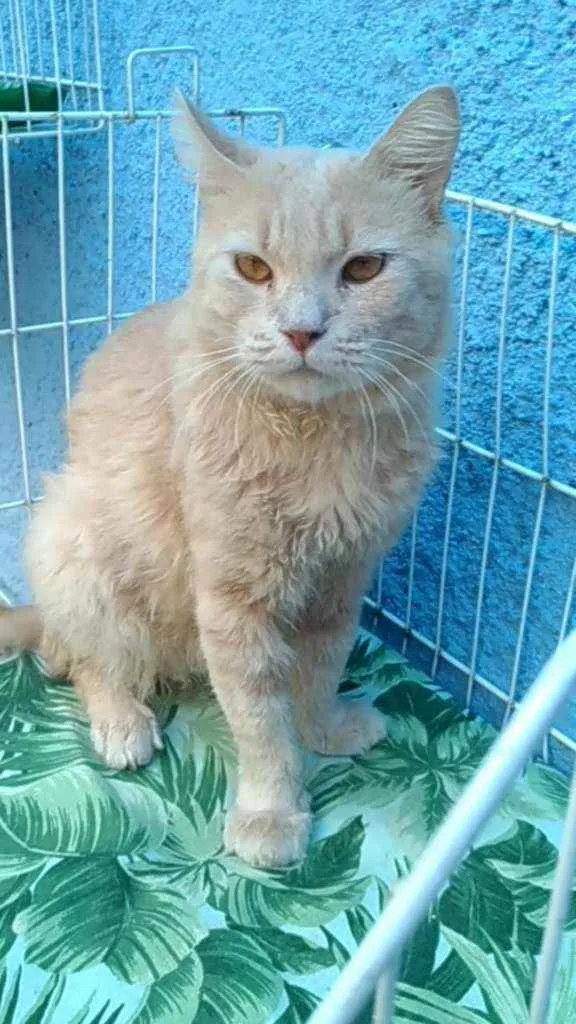Gato ra a Srd idade 3 anos nome Adria