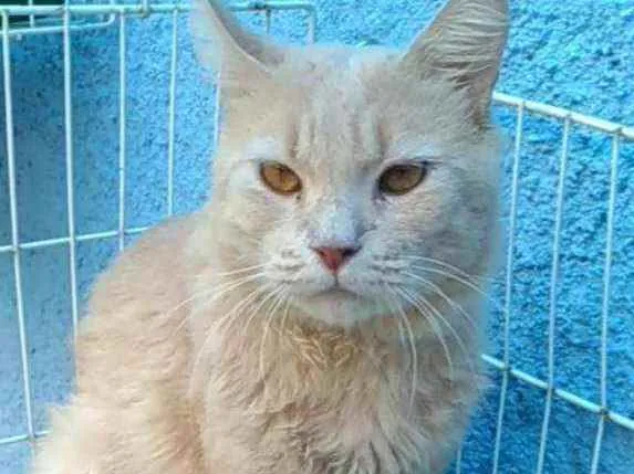 Gato ra a Srd idade 3 anos nome Adria