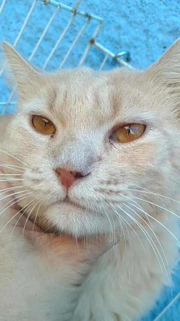 Gato ra a Srd idade 3 anos nome Adria