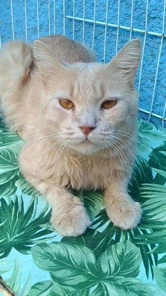 Gato ra a Srd idade 3 anos nome Adria