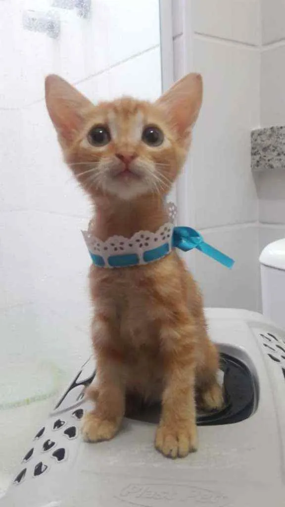 Gato ra a Srd idade 2 a 6 meses nome Nala