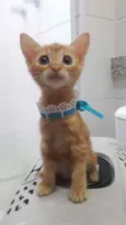 Nala