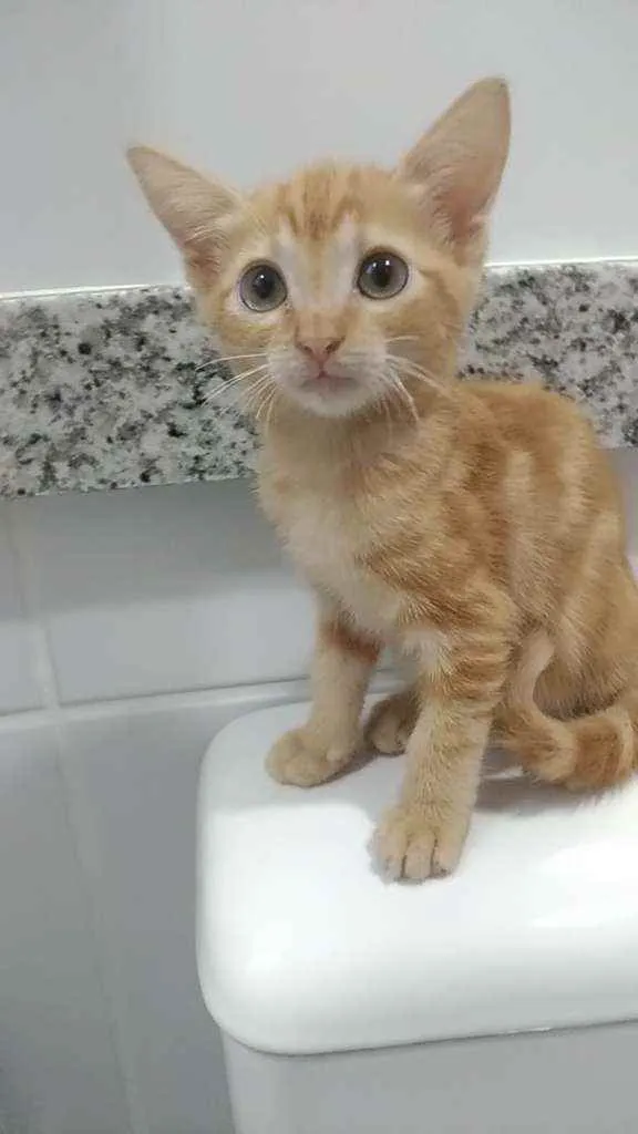 Gato ra a Srd idade 2 a 6 meses nome Nala