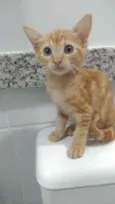 Nala