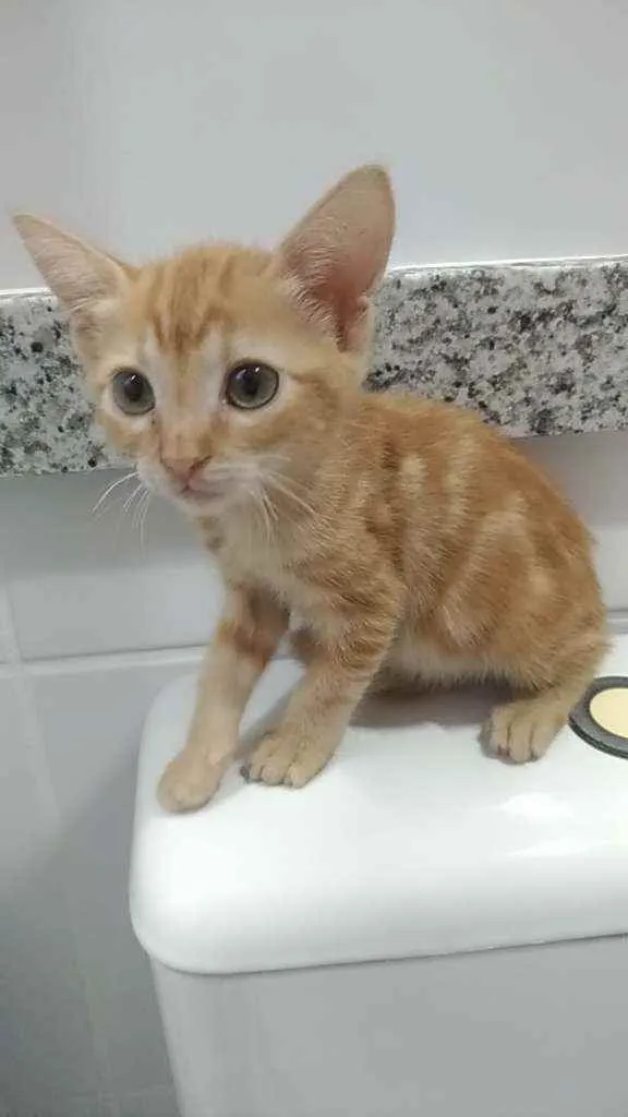 Gato ra a Srd idade 2 a 6 meses nome Nala