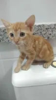 Nala