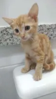 Nala