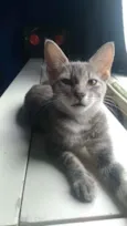 Gato raça Srd idade 2 a 6 meses nome Gita