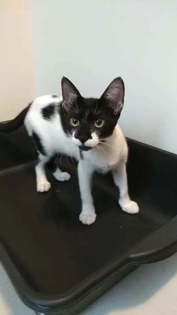 Gato ra a Srd idade 2 a 6 meses nome Gigi