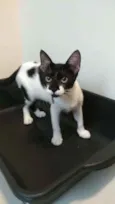 Gigi