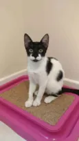 Gigi