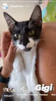 Gigi