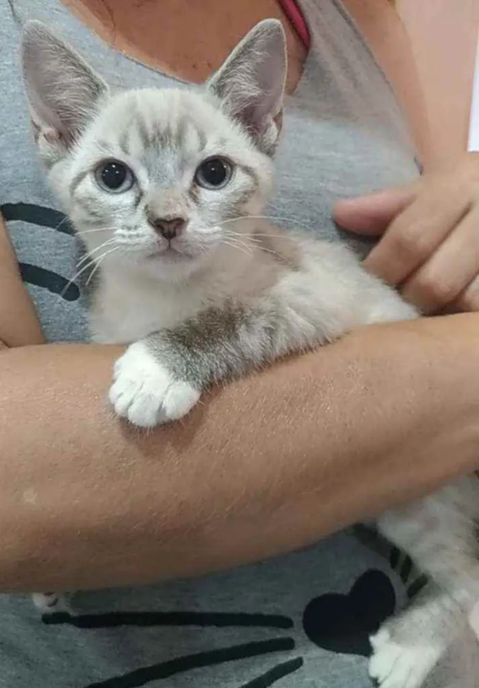 Gato ra a Srd idade 2 a 6 meses nome Maria